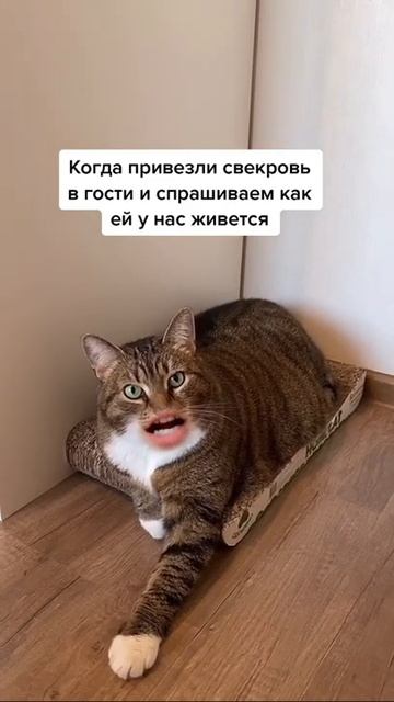 Кот Ральф в роли свекрови, которой опять не угодили😄 смотреть онлайн