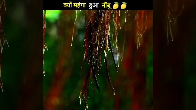 जानिए आखिर क्यों महंगा हुआ नींबू 🤔 | Why lemons are so expensive right now || #lemon #shorts #fypシ︎ смотреть онлайн