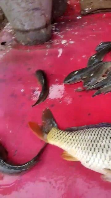 fracture machine #hiphop #punjabi #rap #fish смотреть онлайн