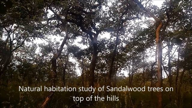 Part--3..శ్రీగంధం సాగుకు అనుకూల వాతావరణం смотреть онлайн