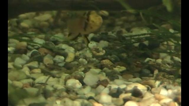 Apistogramma Borelli.mpg смотреть онлайн