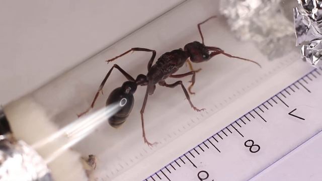 Myrmecia pyriformis смотреть онлайн
