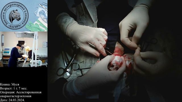 Овариогистерэктомия (стерилизация) кошки от 24.03.2024 (2) смотреть онлайн