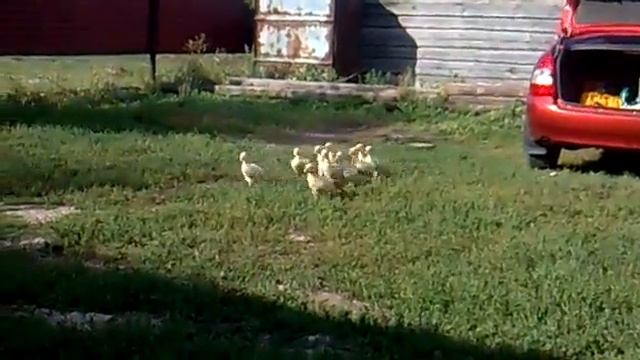 Армейские гуси!!!)))))))))) смотреть онлайн