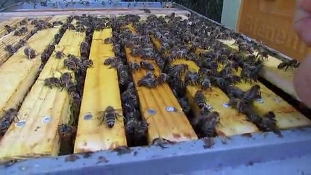 пчеловодство на ячейке 4,9 мм - часть 84 , малоформатный улей с ячейкой 4,9 мм , 26.08.2024 смотреть онлайн