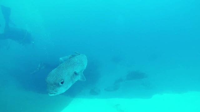Blackbeard's Cruises Silky shark bluehole смотреть онлайн
