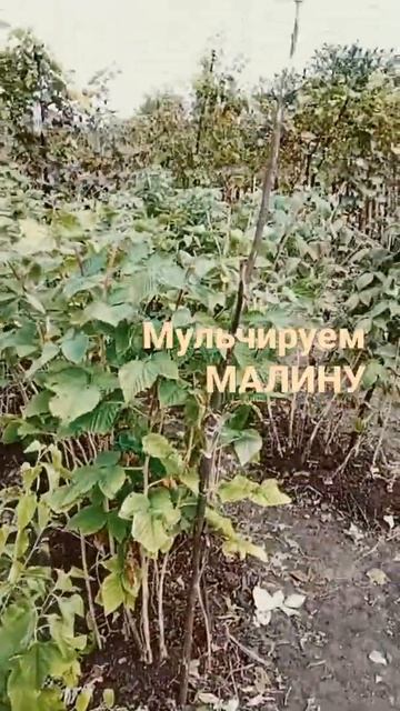 Осенние работы в малине смотреть онлайн