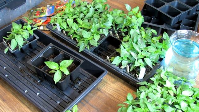 Seed Start Basics: Topping Off Peppers, Potting Up Peppers, Double Planting Peppers, Fertilizing смотреть онлайн