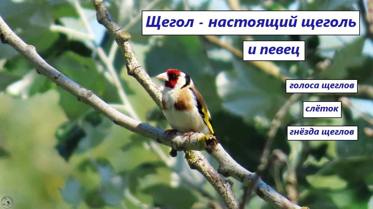 Щеглы круглый год. Голоса и гнёзда щеглов. Слёток щегла. Щеглы на деревьях и в траве. 2023-24 смотреть онлайн