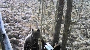 Охота на медведя с лабаза