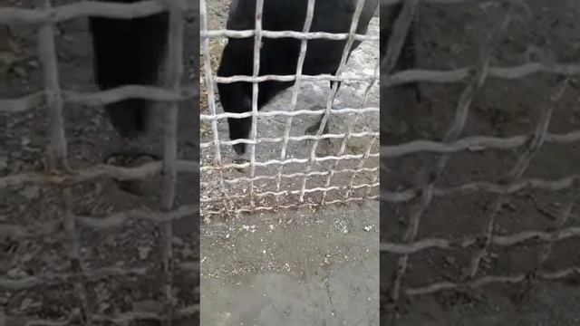 smart crow .умная ворона смотреть онлайн