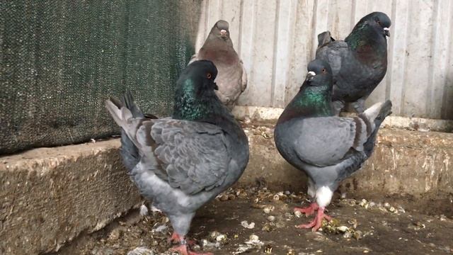 Голуби кинги KING PIGEONS 2020 смотреть онлайн