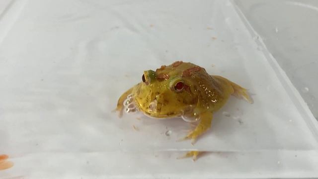 Goldfish scooping【pacman frog】 смотреть онлайн