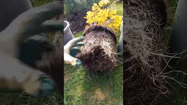 посадка пионов это просто #россия #своимируками #пионы смотреть онлайн