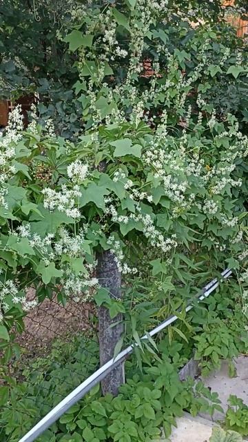 Бешеный огурец растет с бешеной скоростью. смотреть онлайн