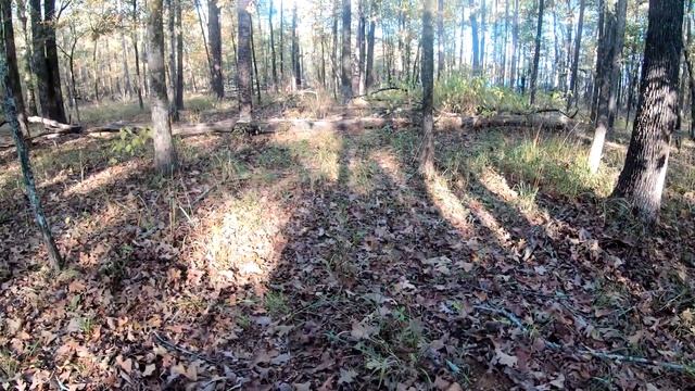 Охота с арбалетом на копытных. Достойный трофей!