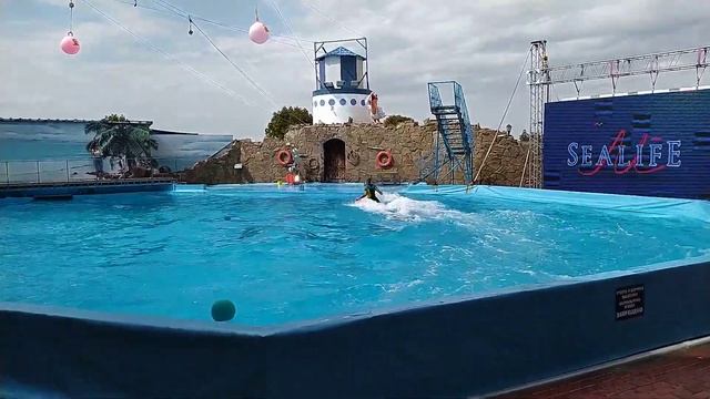 дельфинарий 7 смотреть онлайн