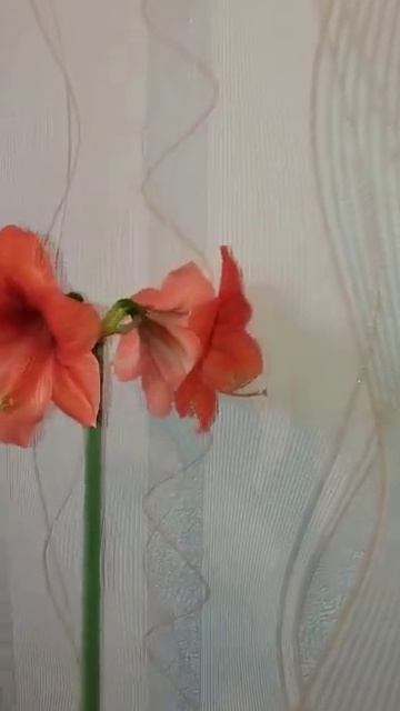 Лилейник смотреть онлайн