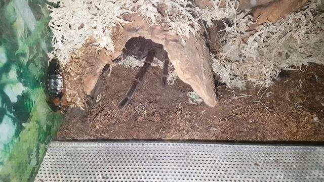 Theraphosa blondi feeding response смотреть онлайн