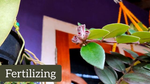 ലിപ്സ്റ്റിക് ചെടി സമ്പൂർണ പരിപാലനം | lipstick plant complete care | Anjus nest смотреть онлайн