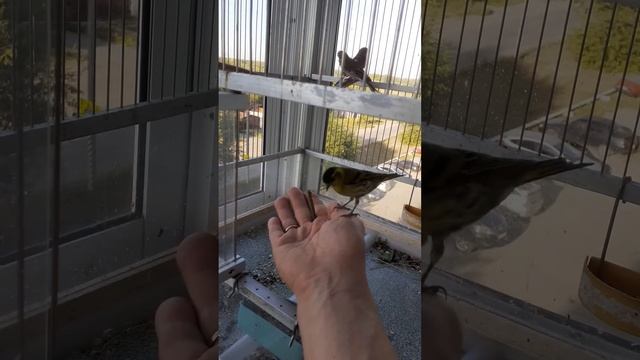 Чиж.приручение. 5серия смотреть онлайн