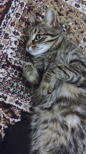 Приходишь уставший домой, а там.... смотреть онлайн