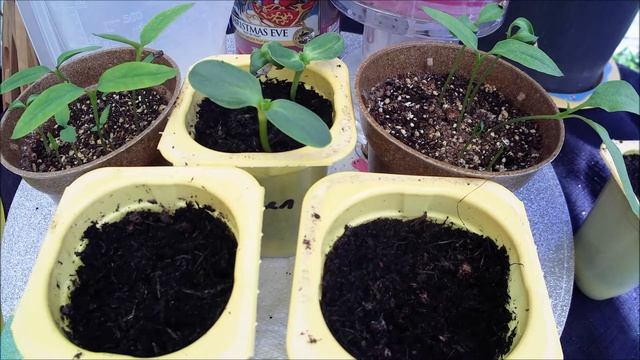 Sown seeds and watching them grow during Furlough ( Time lapse ) смотреть онлайн