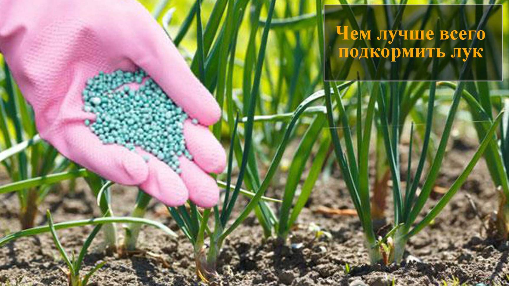 Чем подкормить лук смотреть онлайн