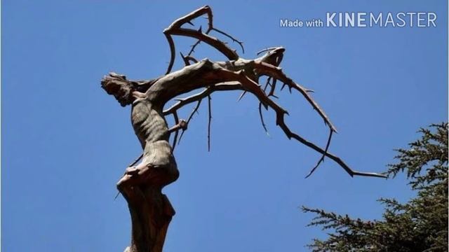 Jesus Tree In Lebanon - Glory To Jesus
