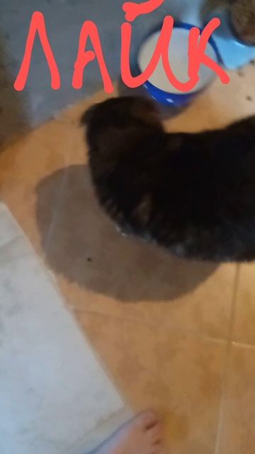 кошка  #shorts (27 часть)