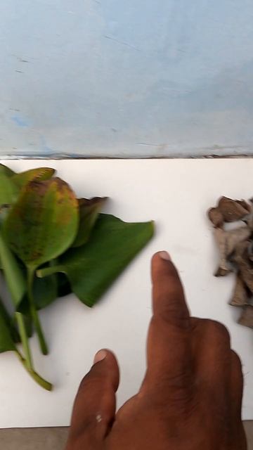 How to Control Water Hyacinth#shorts смотреть онлайн