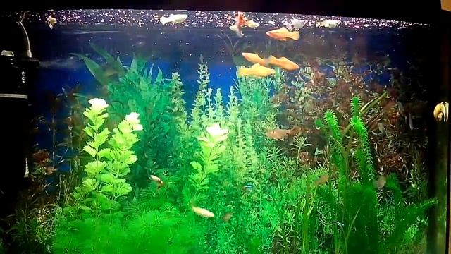 VID_20131223_213314.3gp смотреть онлайн