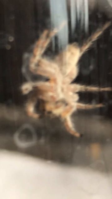 Short #Spider#Tarantula #عنکبوت#رطیل смотреть онлайн