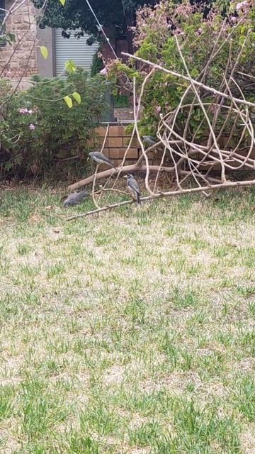 A pigeon, the noisy miners and a willie wagtail... смотреть онлайн