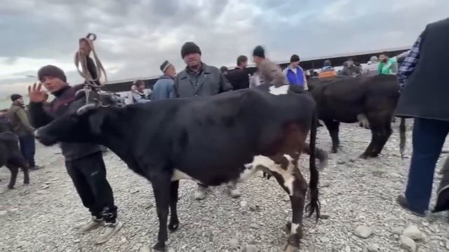 МОЛБОЗОРИ РЕГАР НАРХИ МОЛИ ШИРТЕ ВА ДИГАР МОЛХО ✅20 ноября 2023 г. смотреть онлайн