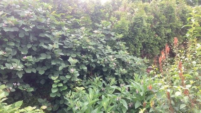 Growing exceptional blackberries смотреть онлайн