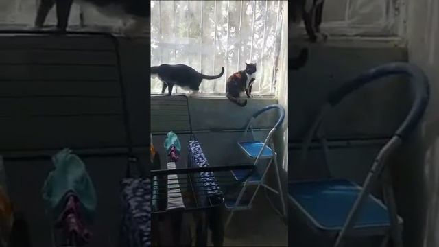 Недотрога Туля смотреть онлайн
