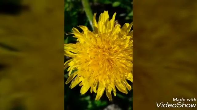 Цветы у меня на даче))) смотреть онлайн