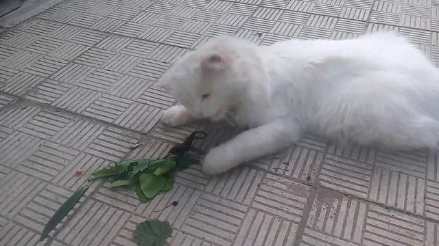Кот и рогач смотреть онлайн