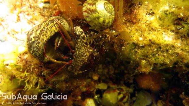 [HD] Clibanarius erythropus. Cangrejo ermitaño. Caranguexo ermitaño смотреть онлайн