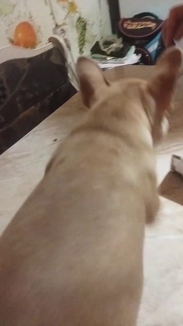 Бульдожка очень хочет кушать)) смотреть онлайн