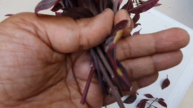 How To Grow Loropetalum From Cutting / Propagation Of Loropetalum Plant / Lalsa Cutting Kaise Lagay