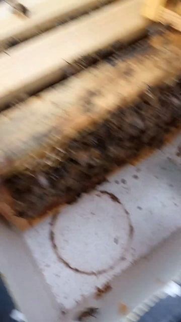 Неплодка в мини плюсе. смотреть онлайн