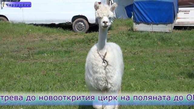 Козички пасат трева смотреть онлайн