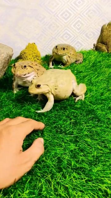 Funny Frog/ screaming frog #shorts смотреть онлайн