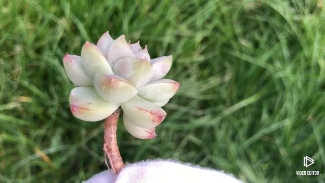 Echeveria Illust смотреть онлайн