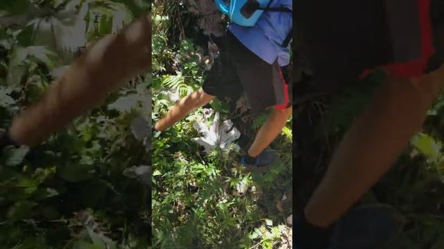 The origins of Adam & Eve were in Puerto Rico? смотреть онлайн