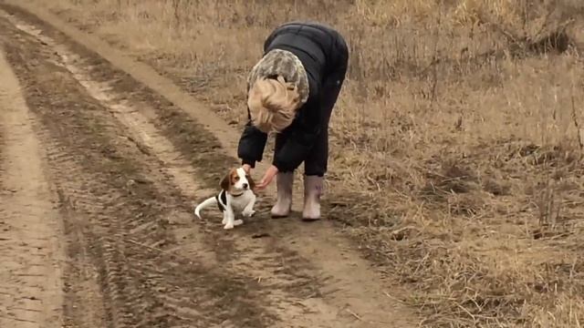 Beagle Бигли на прогулке смотреть онлайн