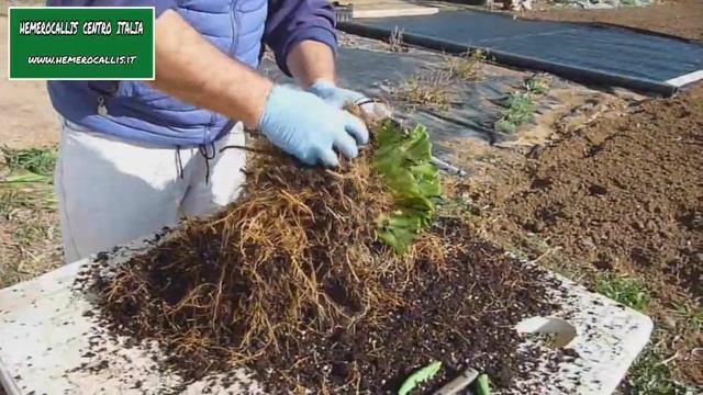 DIVISIONE CESPO HEMEROCALLIS смотреть онлайн