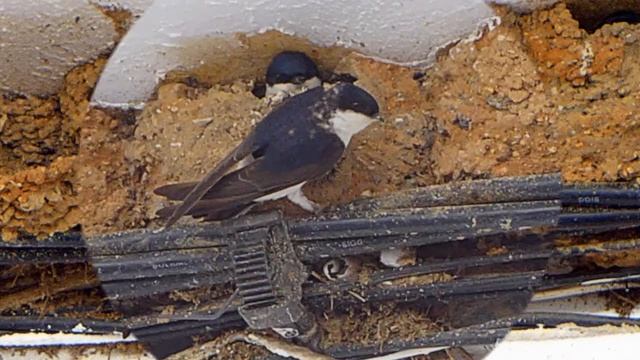 House Martin - Huiszwaluw смотреть онлайн